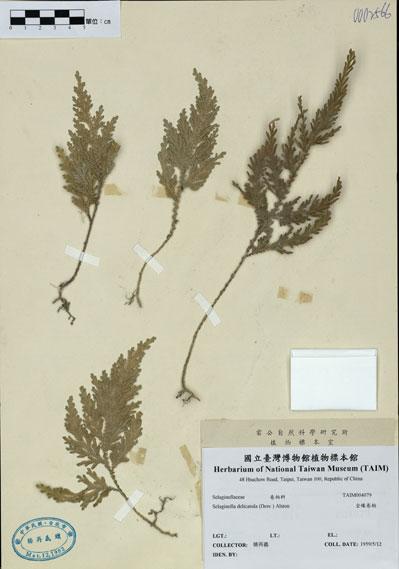 中文名：全緣卷柏 (H004079)學名： em Selaginella delicatula (Desv.) Alston /em 