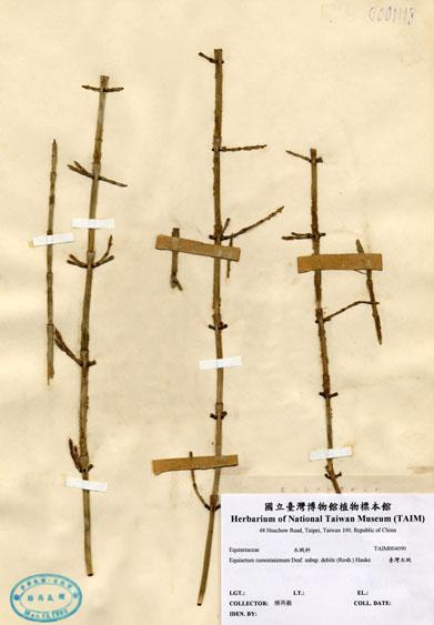 中文名：臺灣木賊 (H004090)學名： em Equisetum ramosissimum Desf. subsp. debile (Roxb.) Hauke /em 