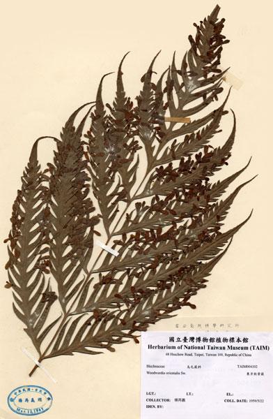 中文名：東方狗脊蕨 (H004102)學名： em Woodwardia orientalis Sw. /em 