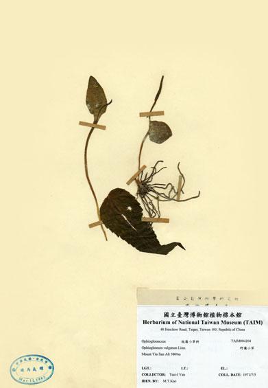 中文名：瓶爾小草 (H004204)學名： em Ophioglossum vulgatum L. /em 