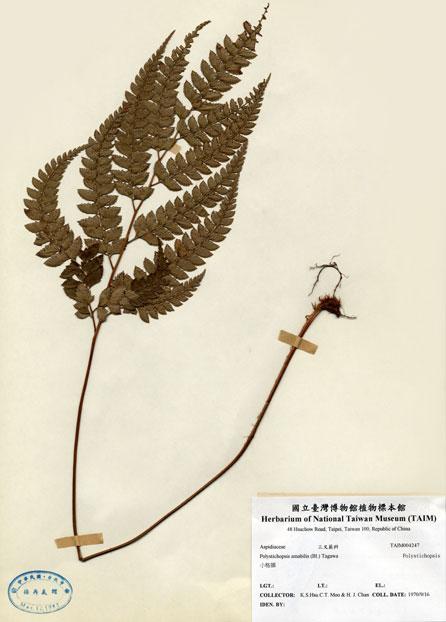 中文名：斜方複葉耳蕨 (H004247)學名： em Arachniodes rhomboides (Wall.) Ching /em 