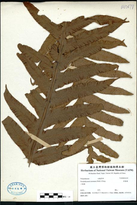 中文名：崖薑蕨 (H004249)學名： em Pseudodrynaria coronans (Wall.) Ching /em 