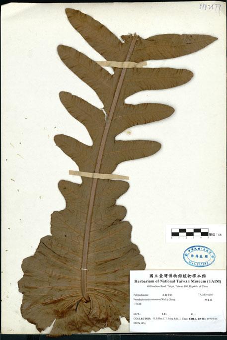 中文名：崖薑蕨 (H004250)學名： em Pseudodrynaria coronans (Wall.) Ching /em 