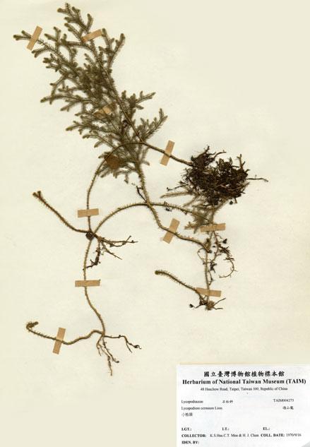 中文名：過山龍 (H004273)學名： em Lycopodium cernuum L. /em 
