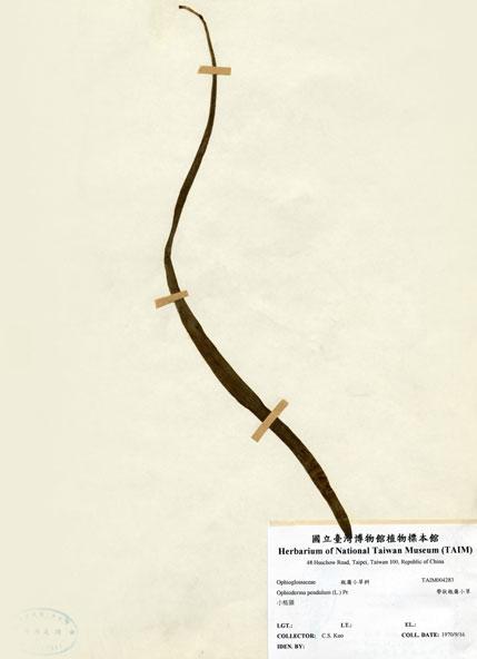 中文名：帶狀瓶爾小草 (H004283)學名： em Ophioderma pendula (L.) Presl /em 