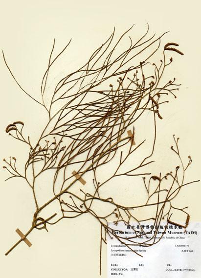 中文名：木賊葉石松 (H004379)學名： em Lycopodium casuarinoides Spring /em 
