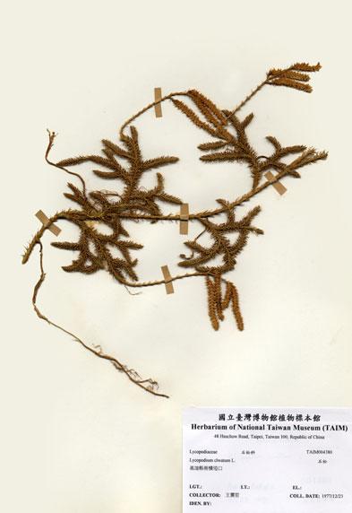 中文名：石松 (H004380)學名： em Lycopodium clavatum L. /em 