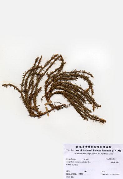 中文名：反捲葉石松 (H004392)學名： em Lycopodium quasipolytrichoides Hayata /em 