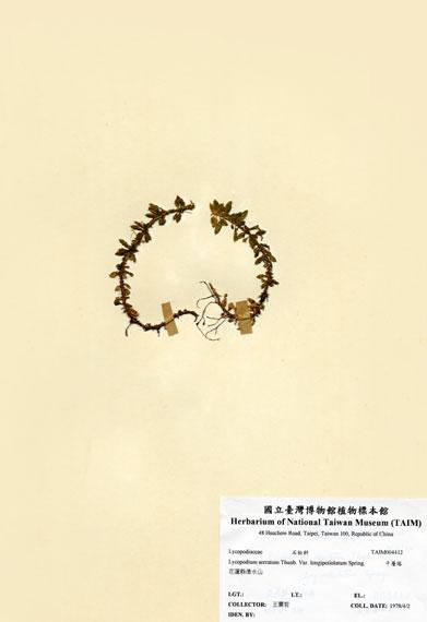 中文名：長柄千層塔 (H004412)學名： em Lycopodium serratum Thunb. Var. longipetiolatum Spring. /em 