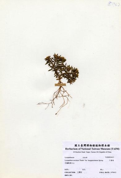 中文名：長柄千層塔 (H004413)學名： em Lycopodium serratum Thunb. Var. longipetiolatum Spring. /em 