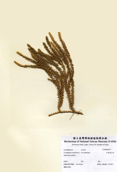 中文名：杉葉曼石松 (H004477)學名： em Lycopodium annotinum L. var annotinum /em 