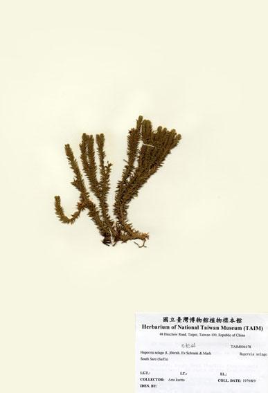 中文名：小杉葉石松 (H004478)學名： em Huperzia selago (L.)Bernh var. appressum (Desv.) Ching /em 