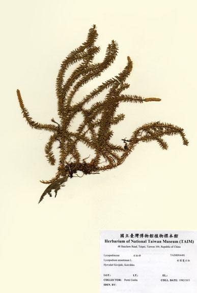 中文名：杉葉曼石松 (H004481)學名： em Lycopodium annotinum L. /em 