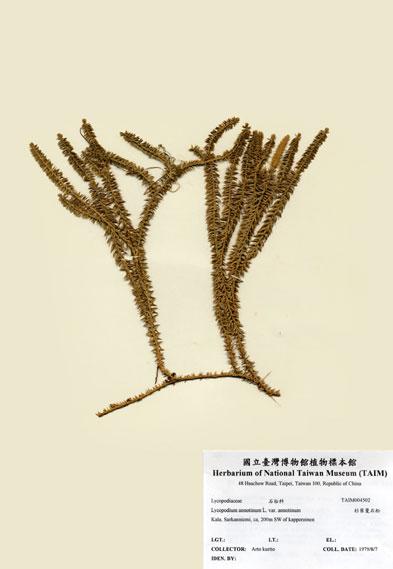 中文名：杉葉曼石松 (H004502)學名： em Lycopodium annotinum L. var. annotinum /em 