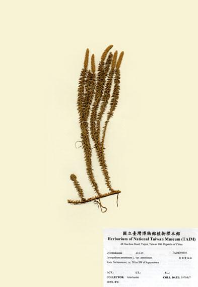 中文名：杉葉曼石松 (H004503)學名： em Lycopodium annotinum L. var. annotinum /em 