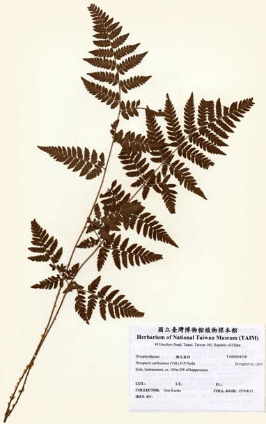 (H004528)學名： em Dryopteris carthusiana (Vill.) H.P.Fuchs /em 