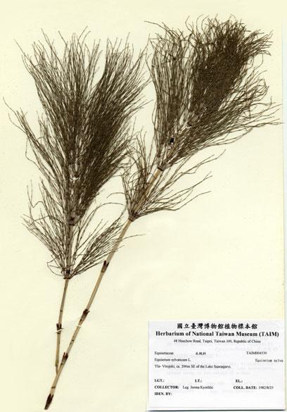 中文名：Equisetum sylvaticum L. (H004530)學名： em Equisetum sylvaticum L. /em 