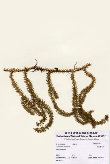 中文名：杉葉曼石松 (H004544)學名： em Lycopodium annotinum L. /em 