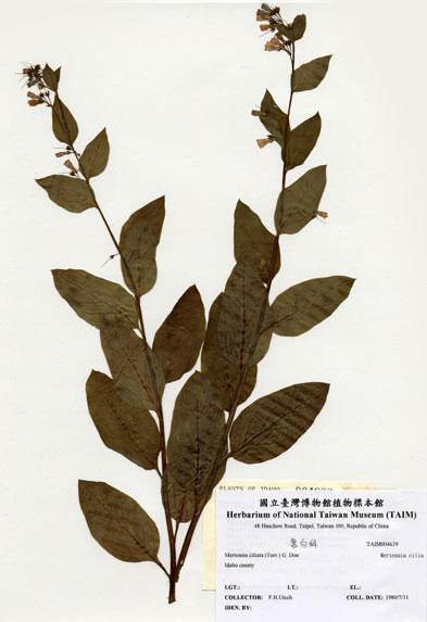 中文名：Mertensia ciliata (Torr.) G. Don (H004639)學名： em Mertensia ciliata (Torr.) G. Don /em 