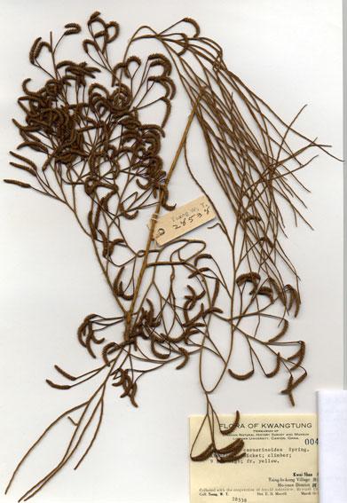 中文名：木賊葉石松 (H004696)學名： em Lycopodium casuarinoides Spring. /em 