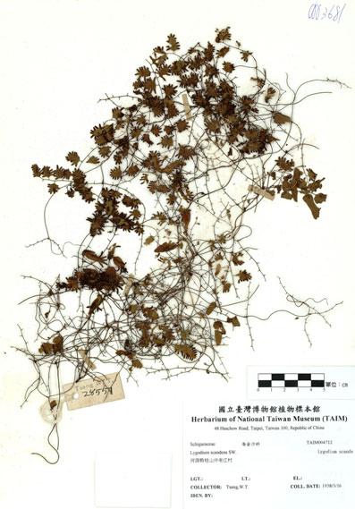 中文名：小葉海金沙 (H004712)學名： em Lygodium scandens (L) Sw. /em 