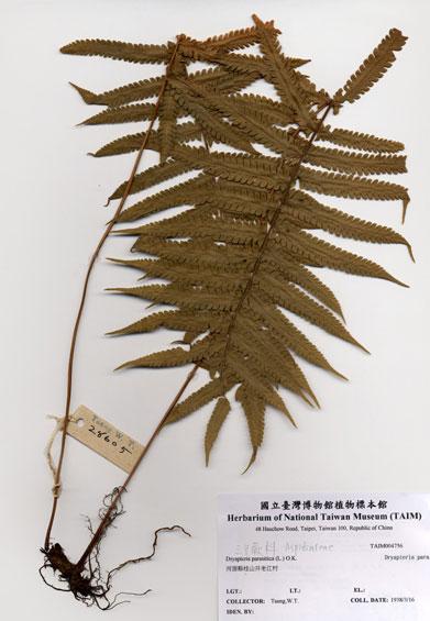 中文名：密毛毛蕨 (H004756)學名： em Cyclosorus parasiticus (L.) Farw. /em 