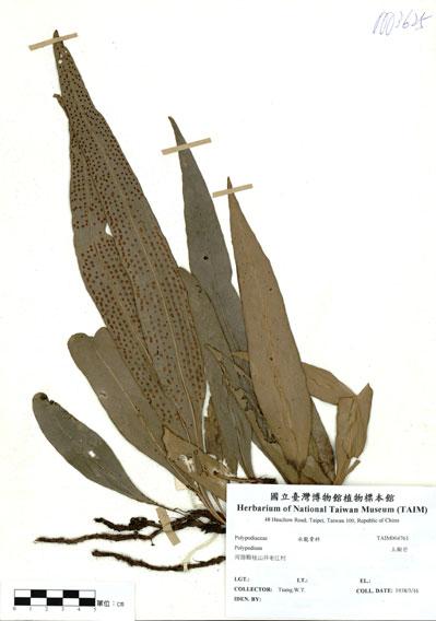 中文名：上樹芒 (H004761)學名： em Polypodium /em 