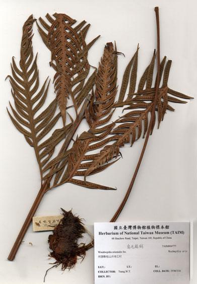 中文名：東方狗脊蕨 (H004777)學名： em Woodwardia orientalis Sw. /em 