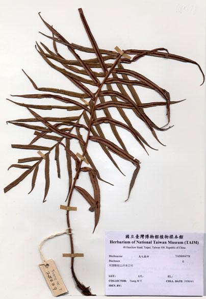 中文名：芒 (H004778)學名： em Blechnum /em 
