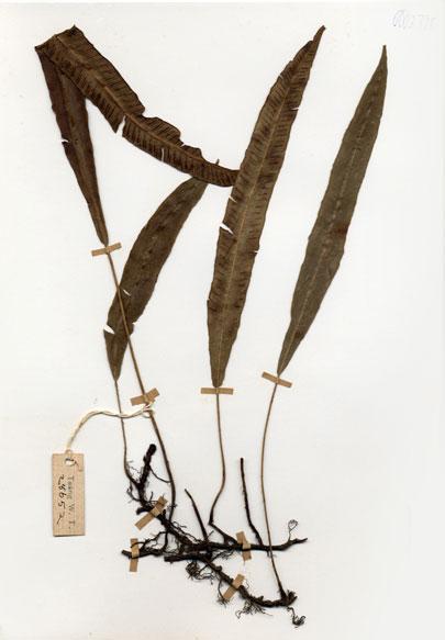 中文名：單葉雙蓋蕨. (H004785)學名： em Athyrium lanceum Milde /em 