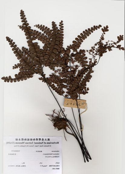 中文名：扇葉鐵線蕨 (H004793)學名： em Adiantum flabellulatum L. /em 