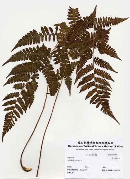 中文名：Dryopteris (H004799)學名： em Dryopteris /em 