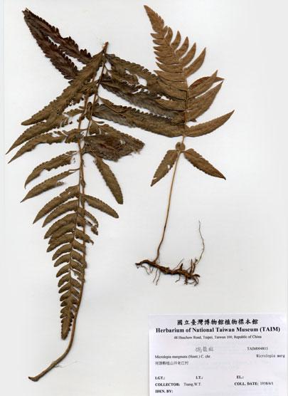 中文名：邊緣鱗蓋蕨 (H004811)學名： em Microlepia marginata (Panzer) C. Chr. var. marginata /em 