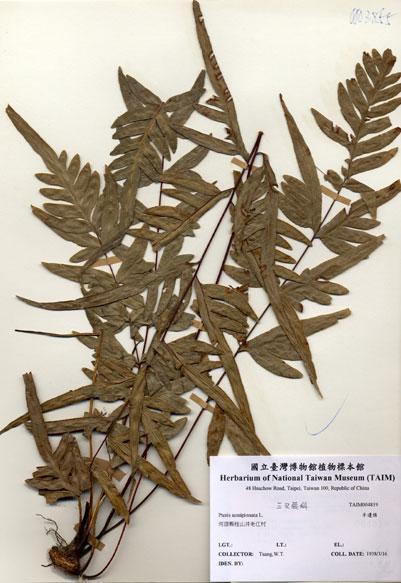 中文名：半邊蓮(半邊羽裂鳳尾蕨) (H004819)學名： em Pteris semipinnata L. /em 