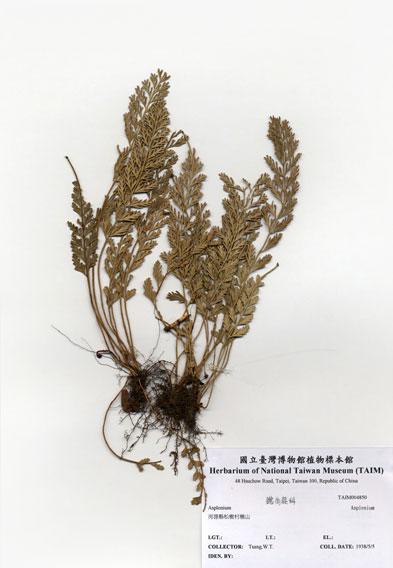 中文名：Asplenium (H004850)學名： em Asplenium /em 