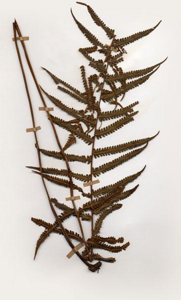 中文名：密毛毛蕨 (H004870)學名： em Cyclosorus parasiticus (L.) Farw. /em 