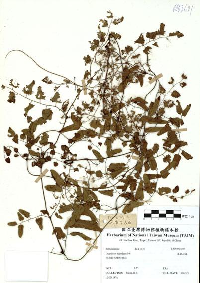 中文名：小葉海金沙 (H004877)學名： em Lygodium scandens (L) Sw. /em 