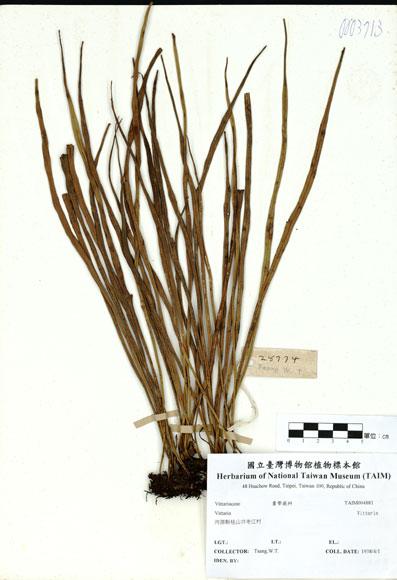 中文名：Vittaria (H004881)學名： em Vittaria /em 