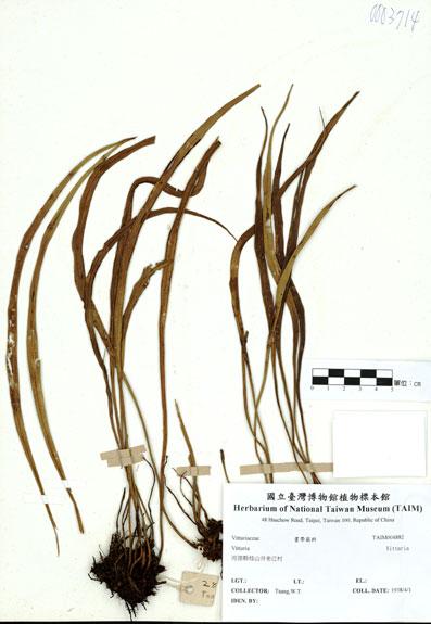 中文名：Vittaria (H004882)學名： em Vittaria /em 