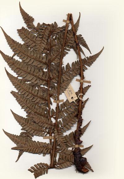 中文名：Polystichum (H004922)學名： em Polystichum /em 