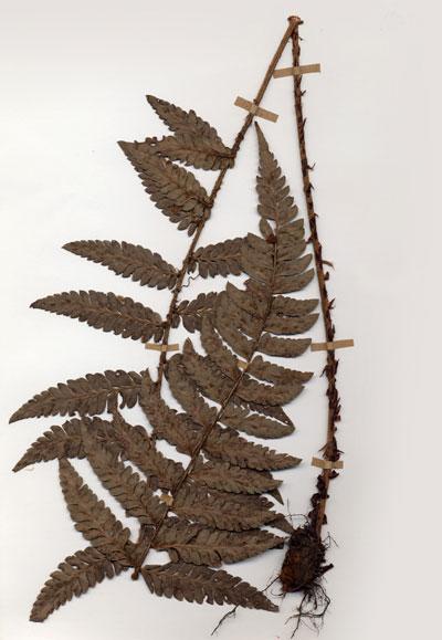 中文名：Polystichum (H004923)學名： em Polystichum /em 