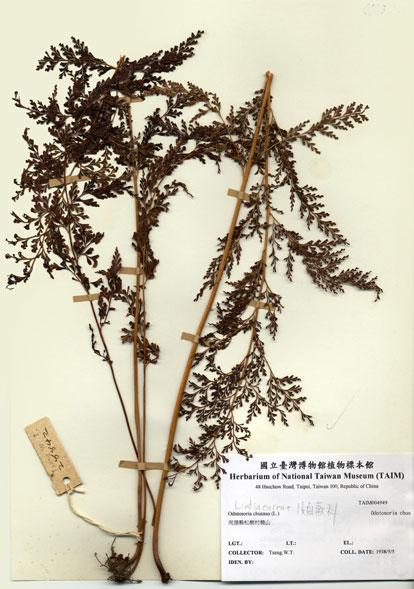 中文名：烏蕨 (H004949)學名： em Odontosoria chusaua (L.)Masam. /em 