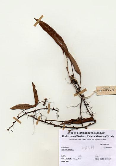 中文名：Cylapharus (H004956)學名： em Cylapharus /em 