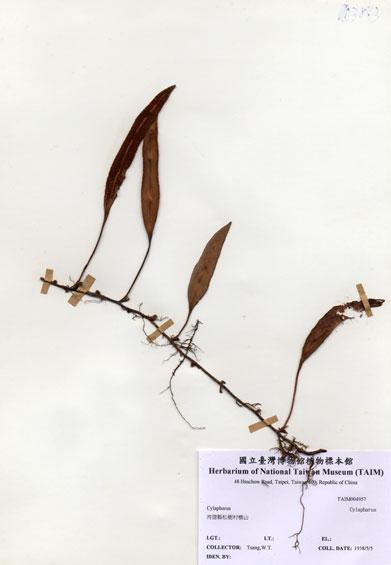 中文名：Cylapharus (H004957)學名： em Cylapharus /em 