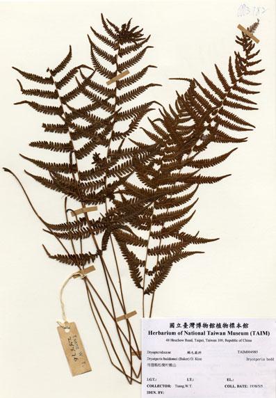 中文名：Dryotperis beddomei (Baker) O. Ktze (H004985)學名： em Dryotperis beddomei (Baker) O. Ktze /em 