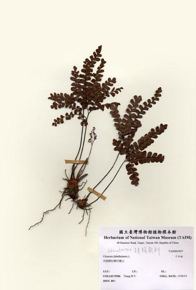 中文名：千年桐(扇葉鐵線蕨) (H005007)學名： em Adiantum flabellulatum L. /em 
