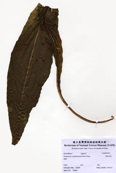 中文名：膜葉星蕨 (H005093)學名： em Microsorium membranaceum (Don) Ching /em 