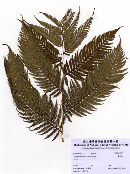 中文名：筆筒樹 (H005097)學名： em Cyathea lepifera (J. Sm. ex Hook.) Copel. /em 