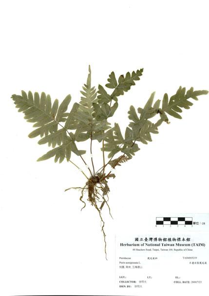 中文名：半邊羽裂鳳尾蕨 (H005219)學名： em Pteris semipinnata L. /em 