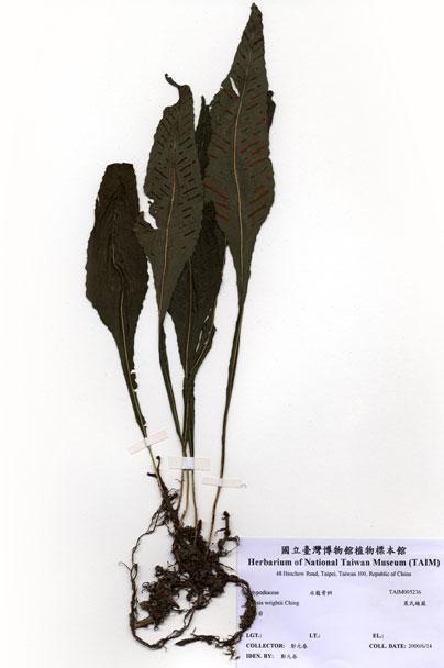 中文名：萊氏線蕨 (H005236)學名： em Colysis wrightii (Hook.) Ching /em 